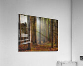 Forest Evening Light Acrylic Print