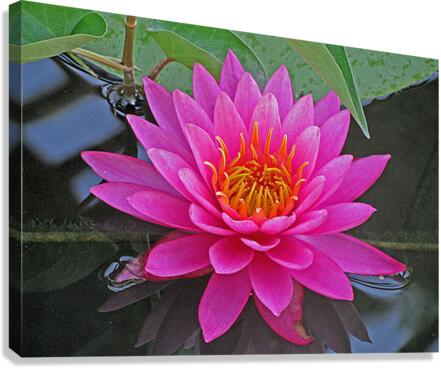 Water Lily Canvas Print