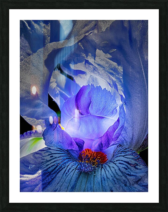 Iris Beauty 1 Picture Frame print