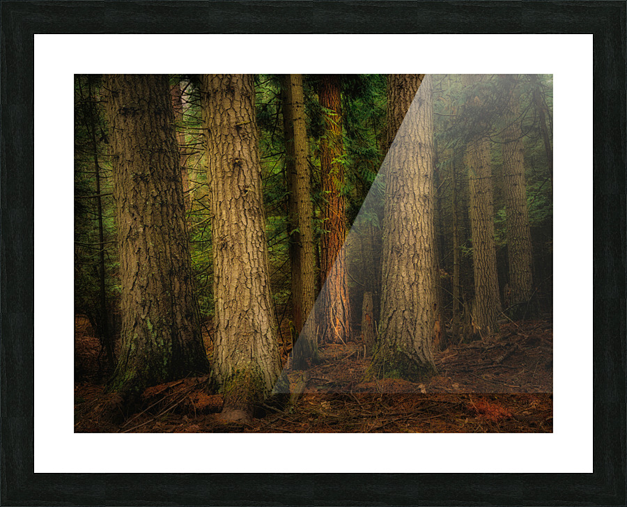 Forest at the Confluence Picture Frame print