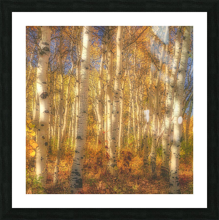 Aspen Grove Picture Frame print