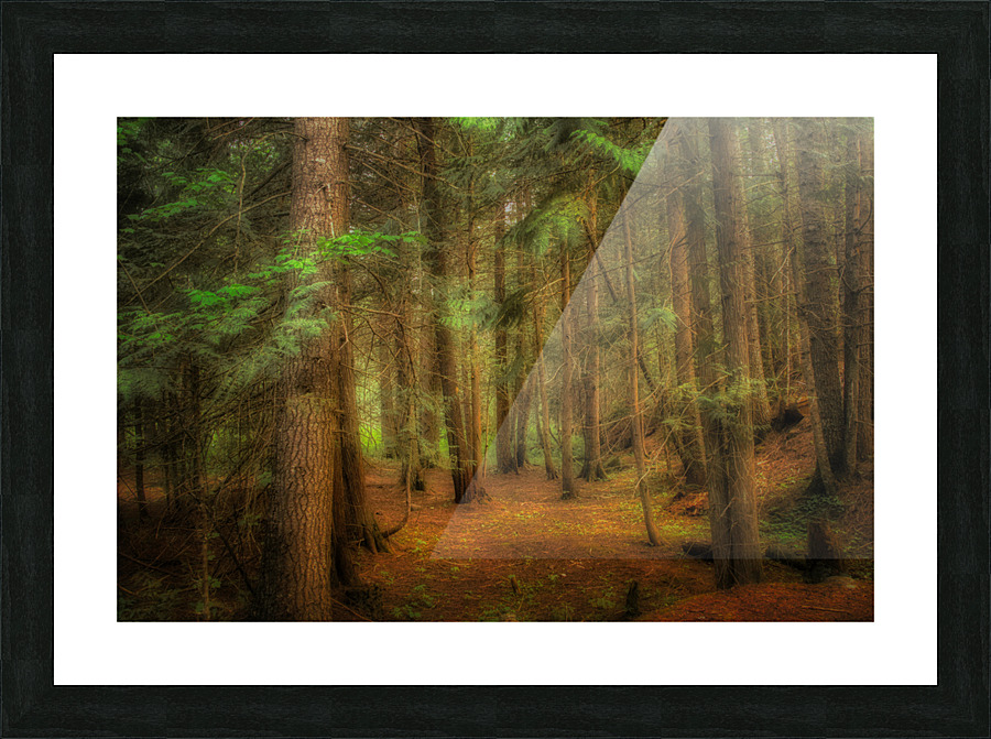 Moody Forest Picture Frame print