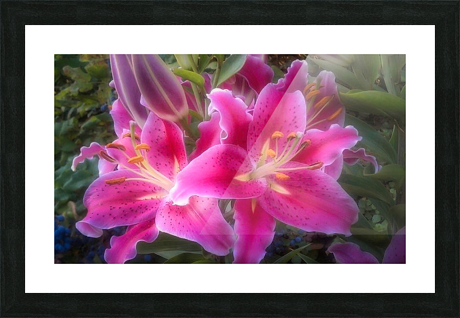 Stargazer Lily Picture Frame print