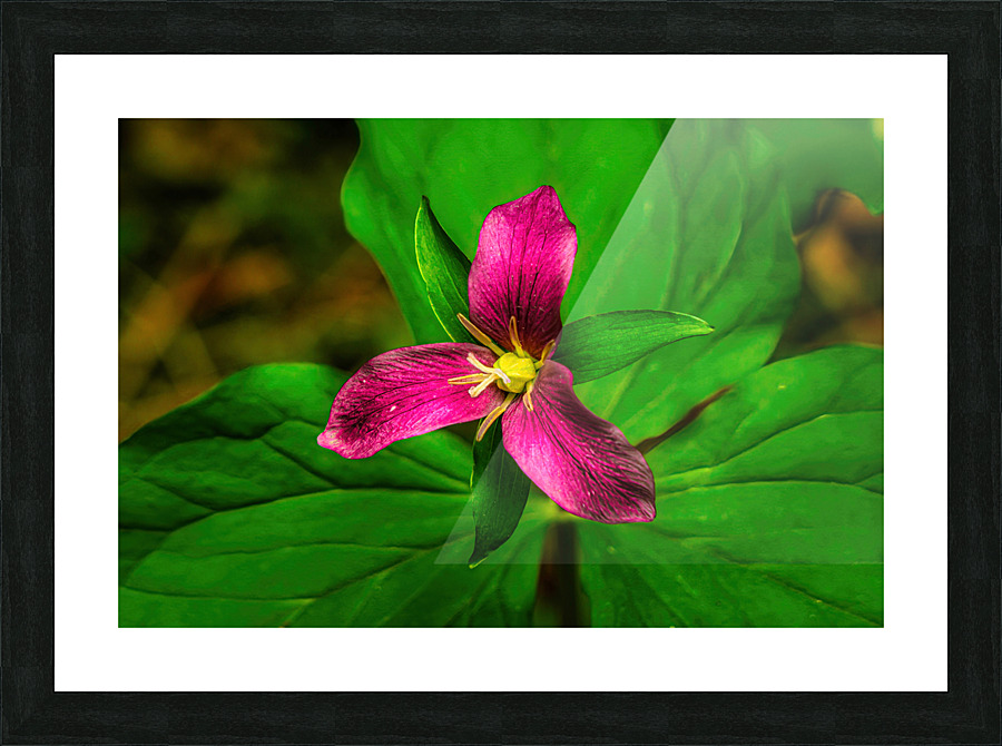 Pink Trillium Picture Frame print