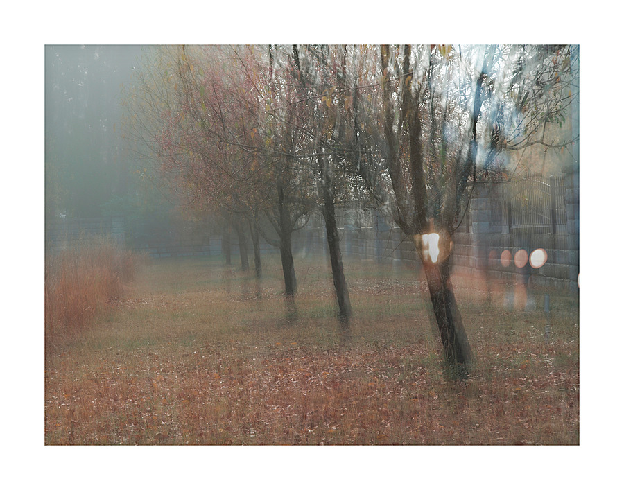 Tree Row Picture Frame print