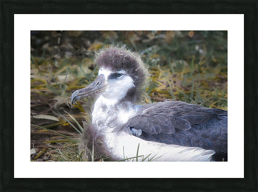 Albatross Picture Frame print
