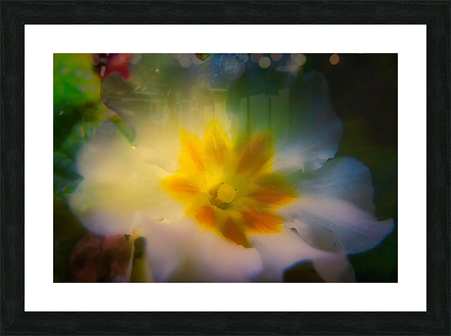 Primrose Picture Frame print