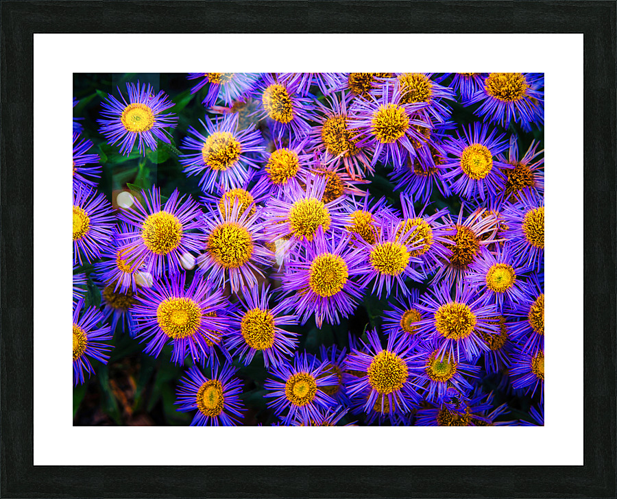 Showy Fleabane Picture Frame print