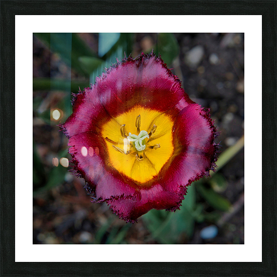Tulip Picture Frame print