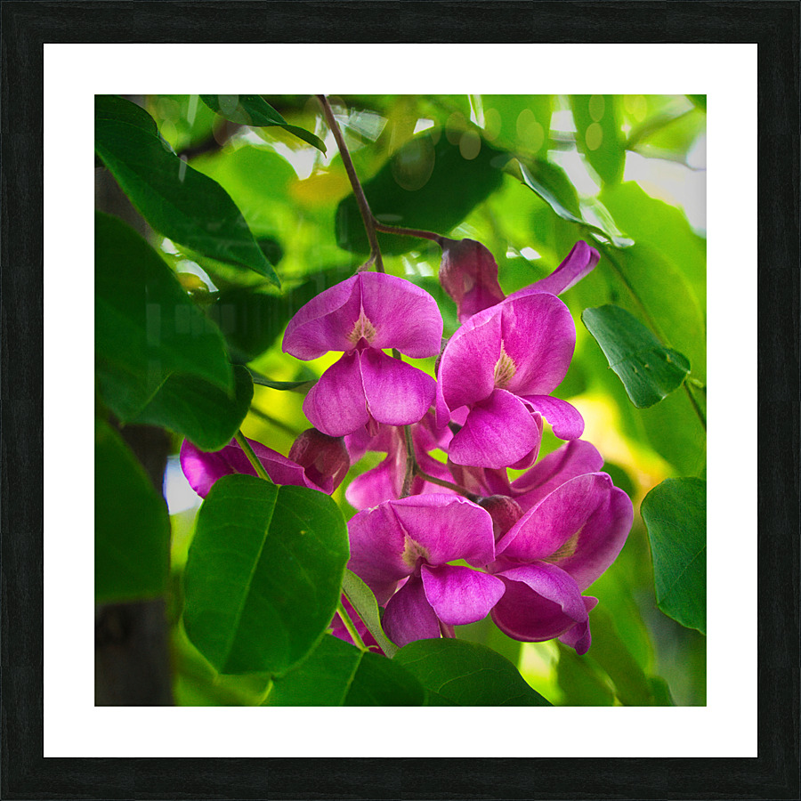 Akebia Picture Frame print