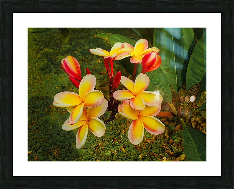 Plumeria Picture Frame print