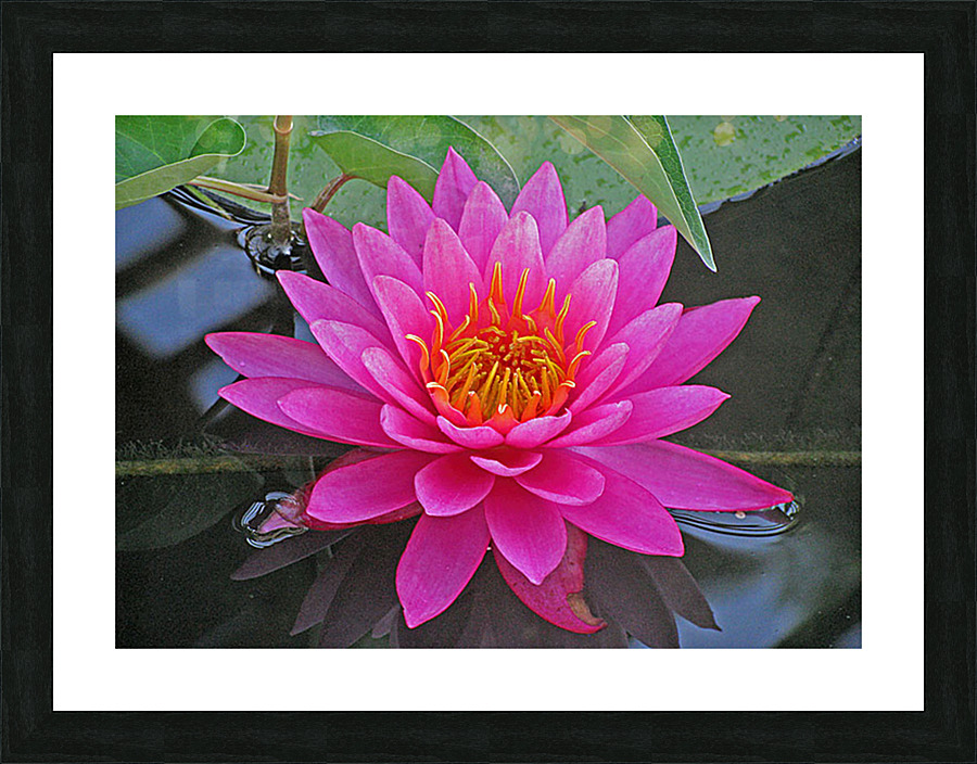 Water Lily Picture Frame print