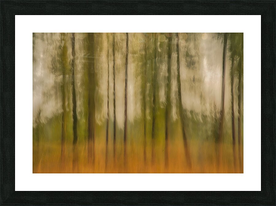 Forest Vision Picture Frame print