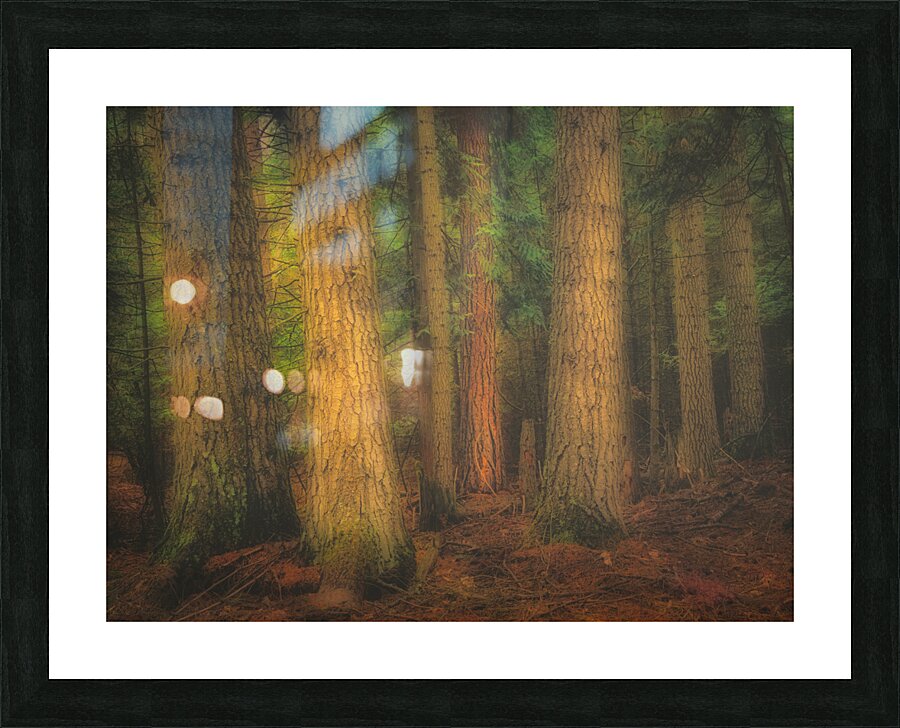 Mystical Forest Picture Frame print