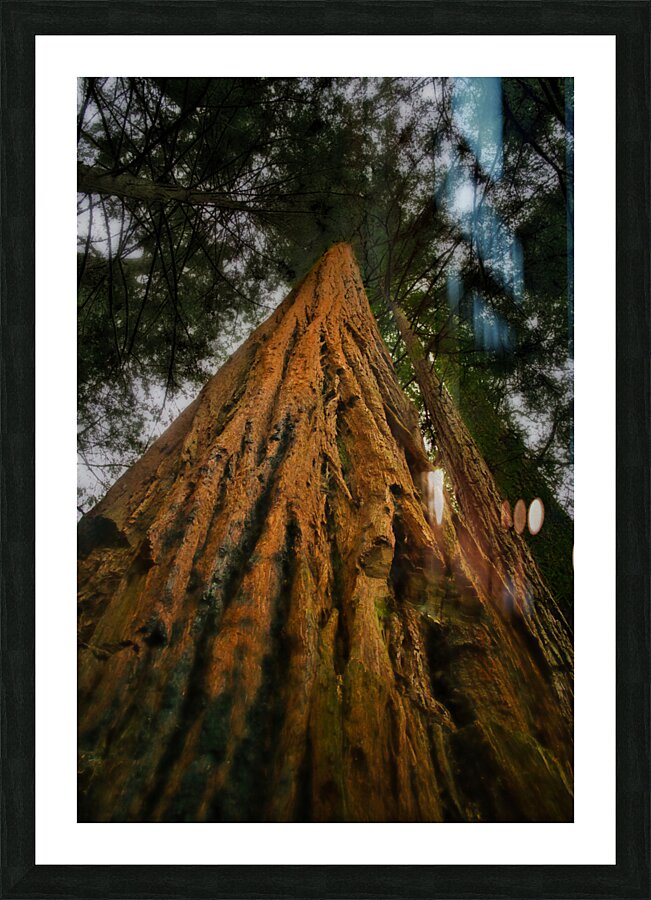 Redwood Tree Picture Frame print