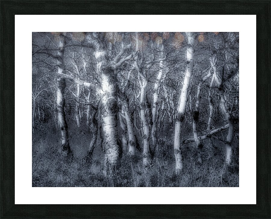Dancing Aspens Picture Frame print