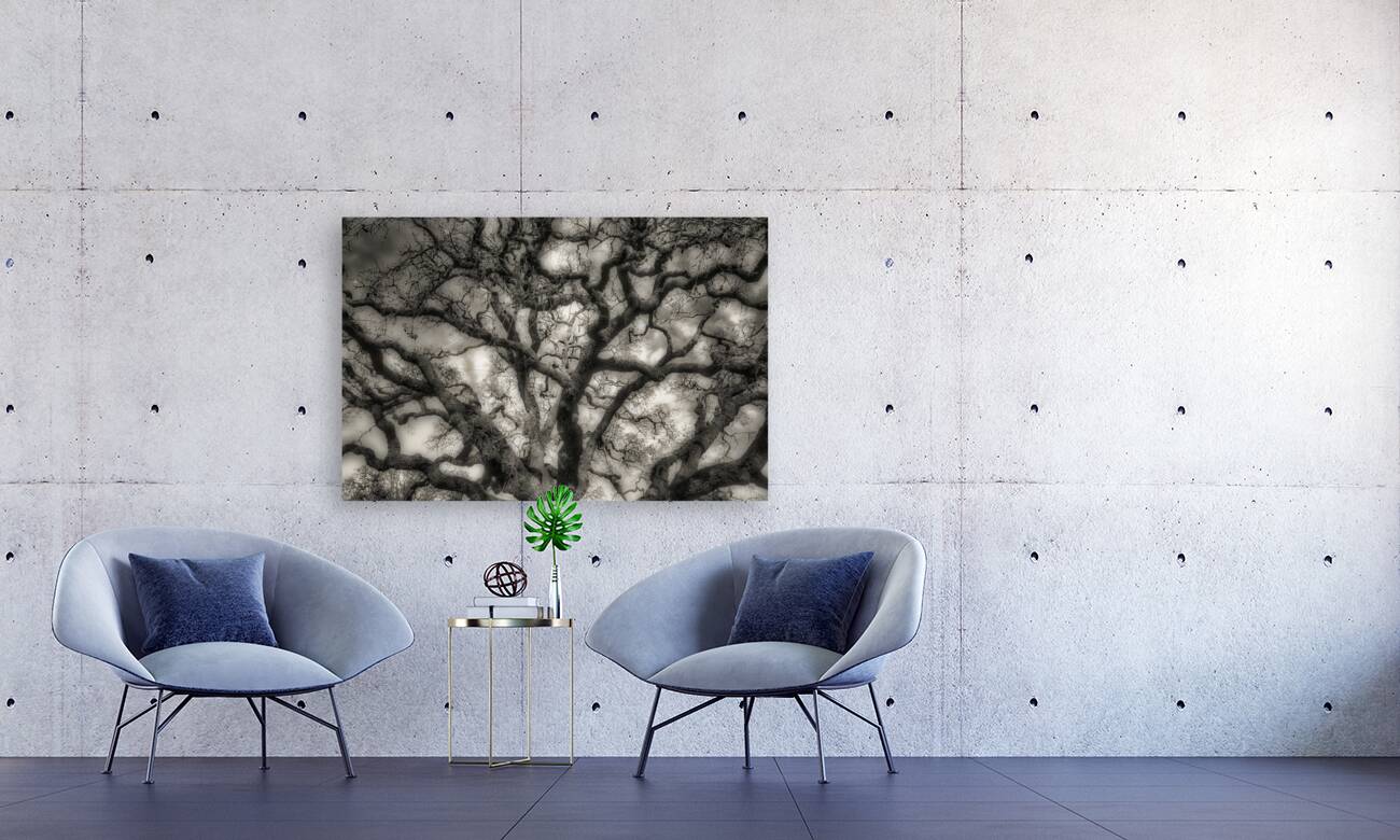 Oak Reproduction