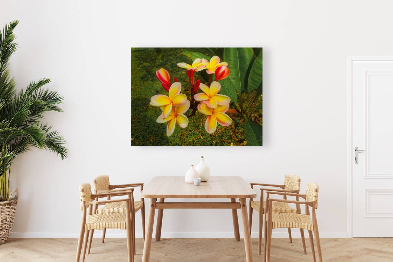 Plumeria Reproduction