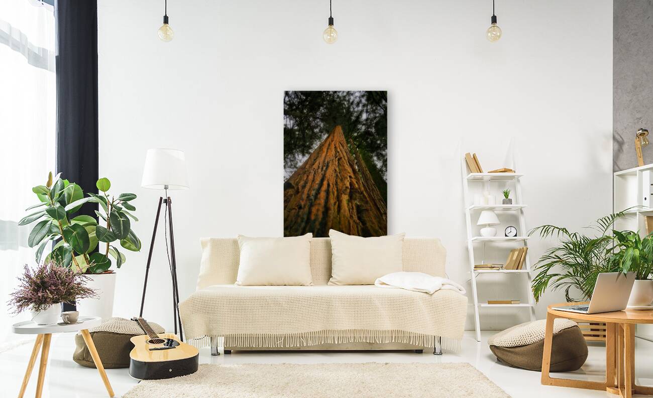Redwood Tree Reproduction