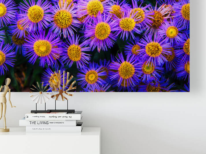 Showy Fleabane by Dan Eskelson