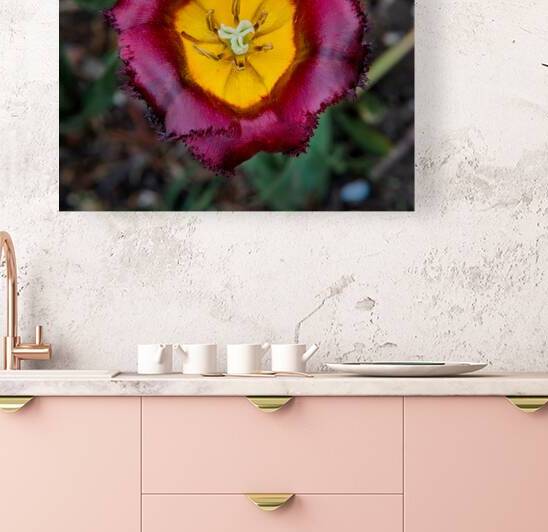 Tulip Reproduction
