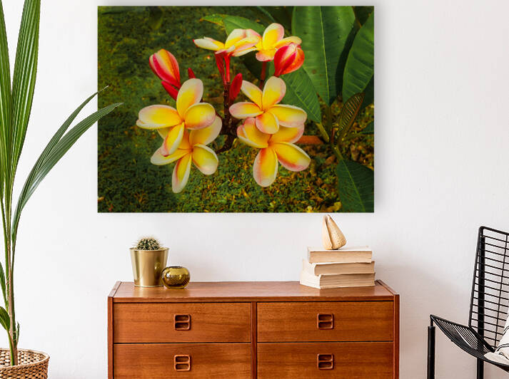 Plumeria Reproduction