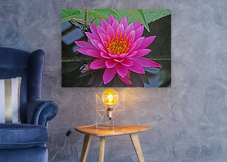 Water Lily Reproduction