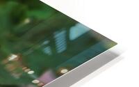 Begonia HD Metal print