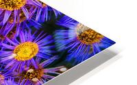 Showy Fleabane HD Metal print