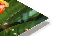 Plumeria HD Metal print