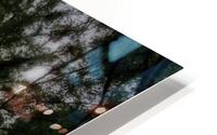 Redwood Tree HD Metal print