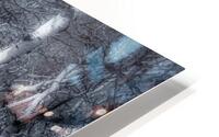 Dancing Aspens HD Metal print