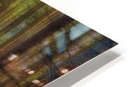 Forest Evening Light HD Metal print