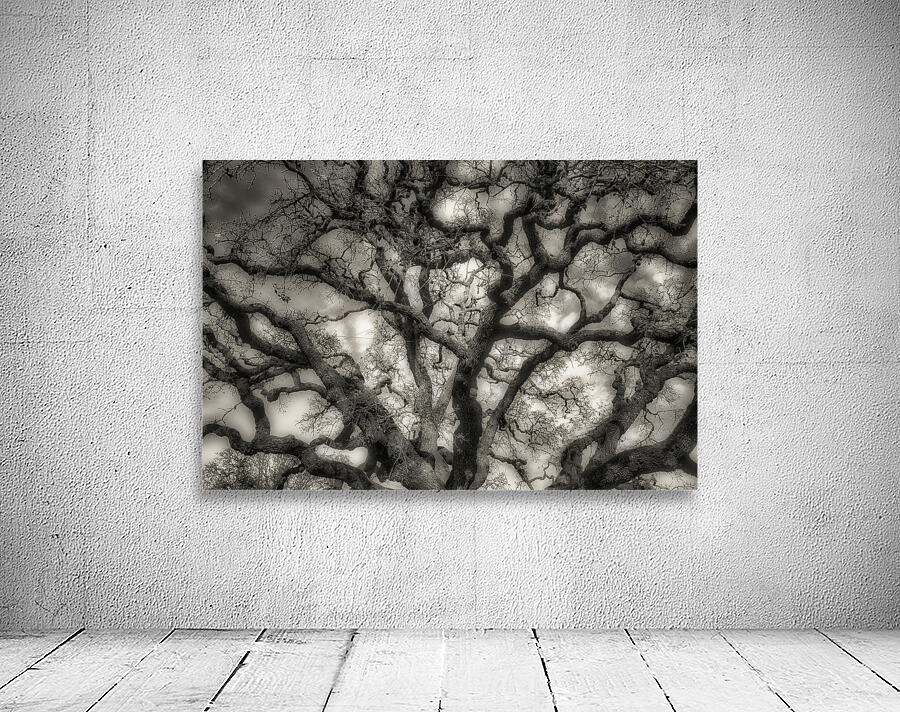 Oak Wall Preview