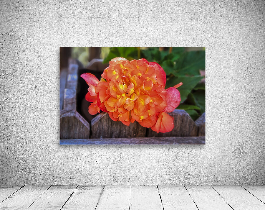 Begonia Wall Preview