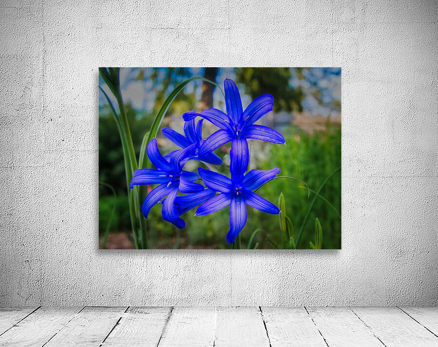 Siberian Lily Wall Preview