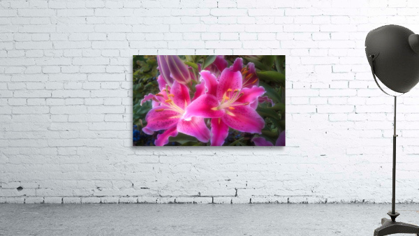 Stargazer Lily Wall Preview