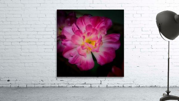 Tulip Wall Preview