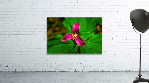 Pink Trillium Wall Preview