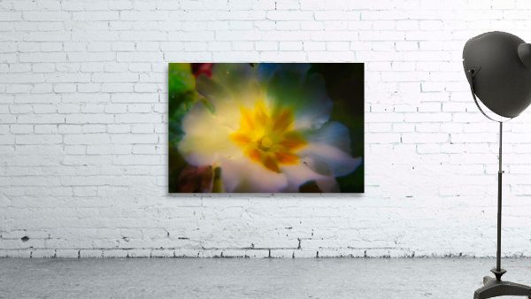 Primrose Wall Preview
