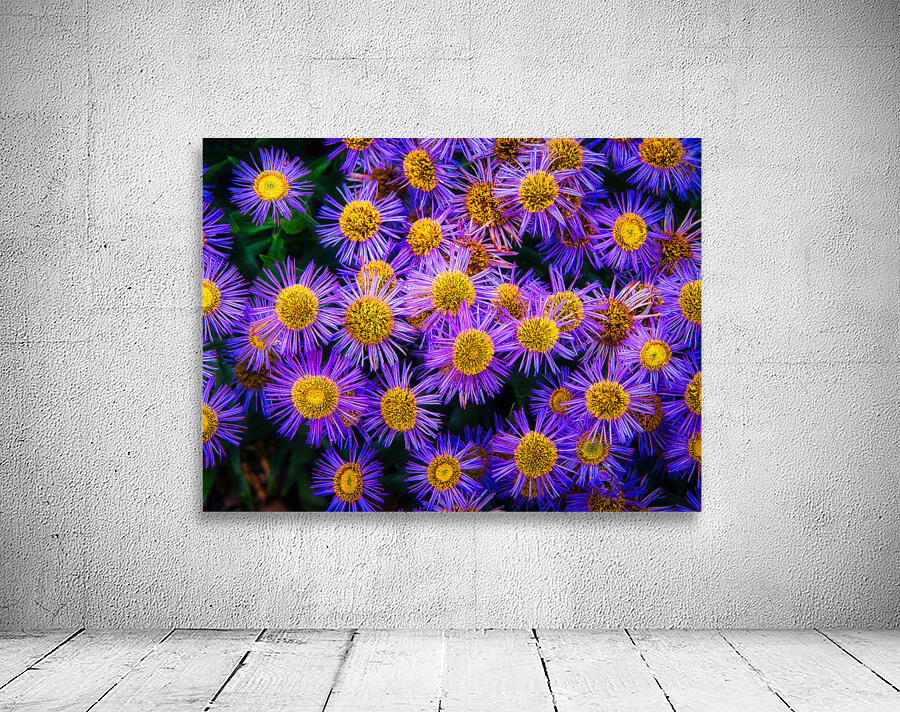 Showy Fleabane Wall Preview