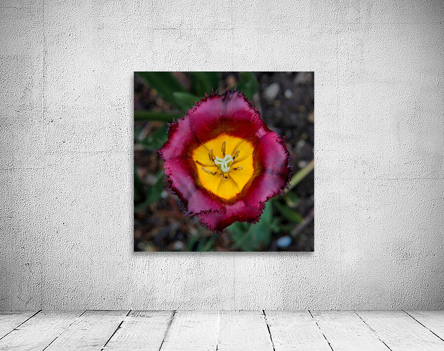 Tulip Wall Preview