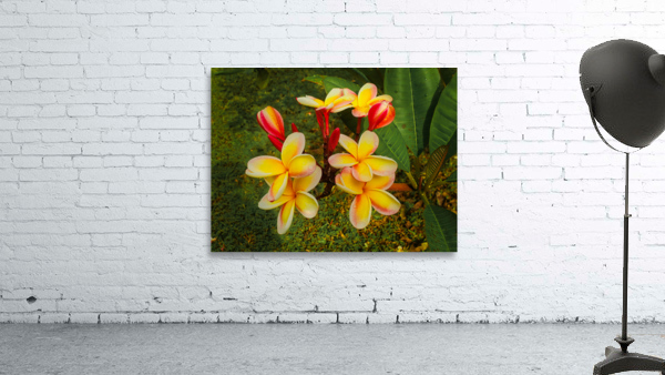 Plumeria Wall Preview