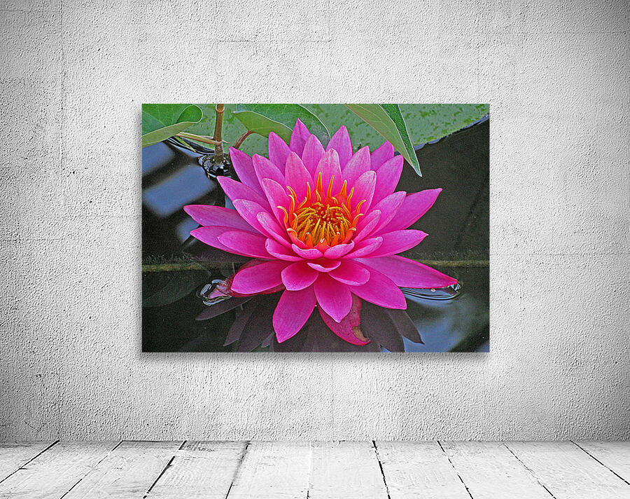 Water Lily Wall Preview
