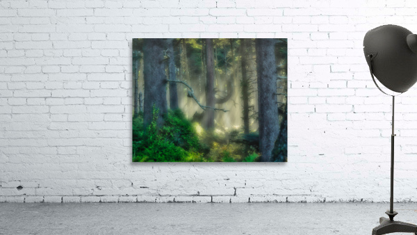 Olympic Peninsula Wall Preview