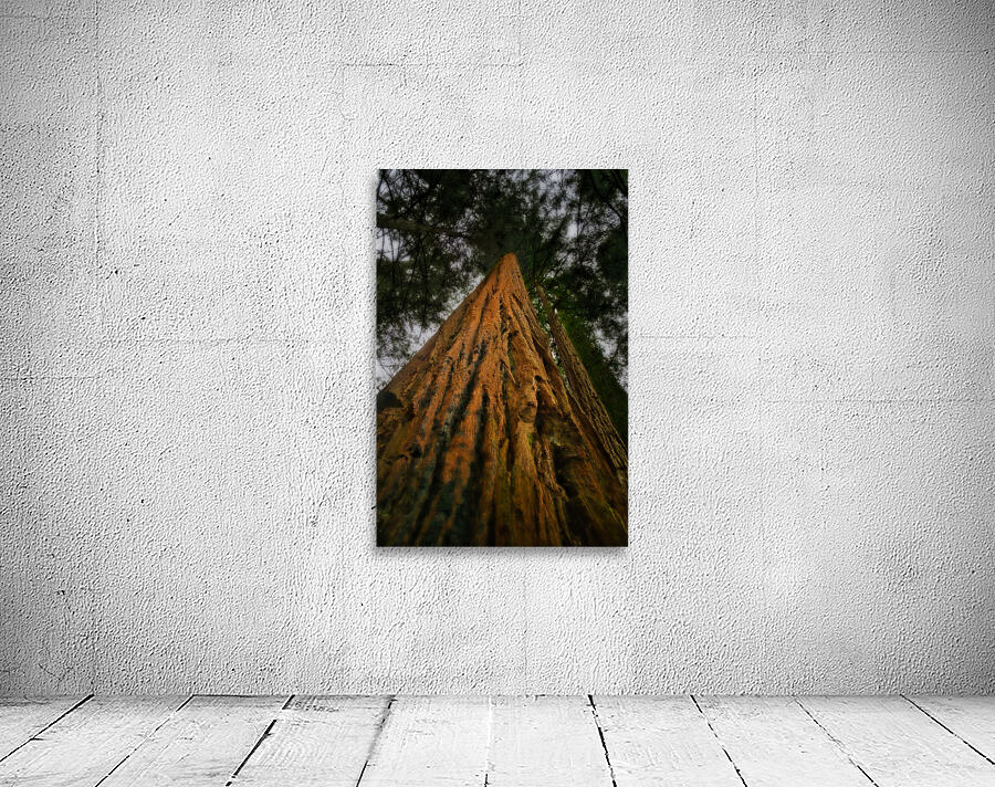 Redwood Tree Wall Preview