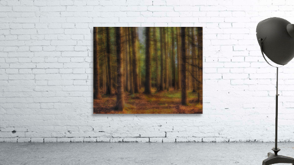 Forest Evening Light Wall Preview