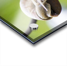 Snails  Acrylic print