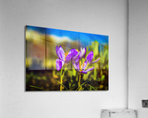 Flowers  Acrylic Print