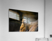 Funny animal Acrylic Print